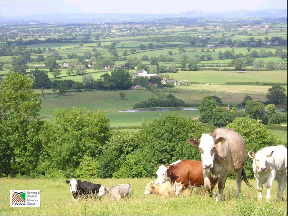 Whiteways Farmhouse Buckland Newton Buitenkant foto